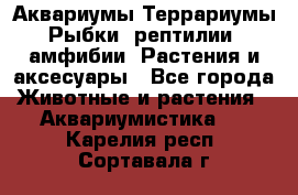 Аквариумы.Террариумы.Рыбки, рептилии, амфибии. Растения и аксесуары - Все города Животные и растения » Аквариумистика   . Карелия респ.,Сортавала г.